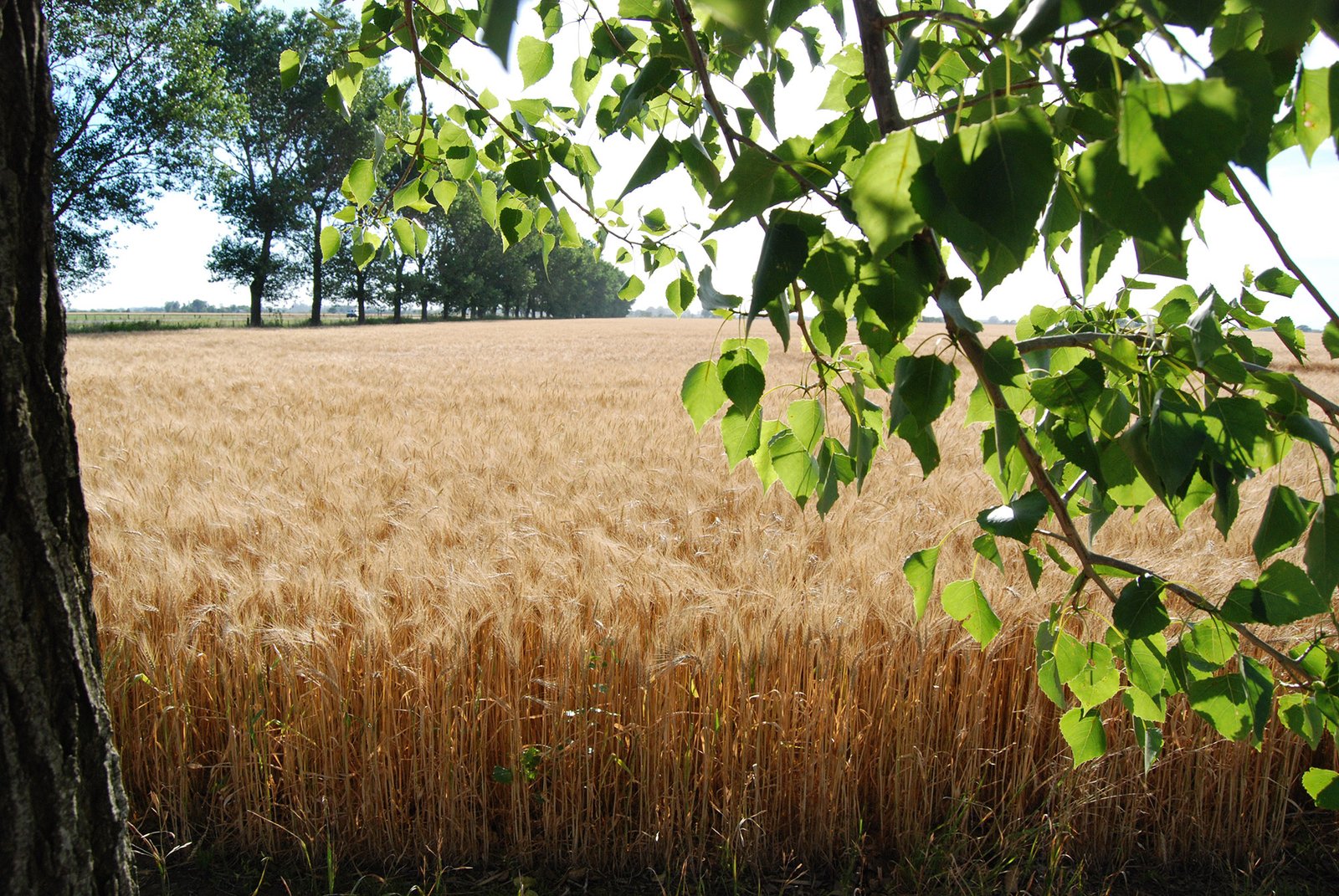 Lee más sobre el artículo Syngenta y The Nature Conservancy trabajan para conciliar sistemas productivos y ambientes nativos.