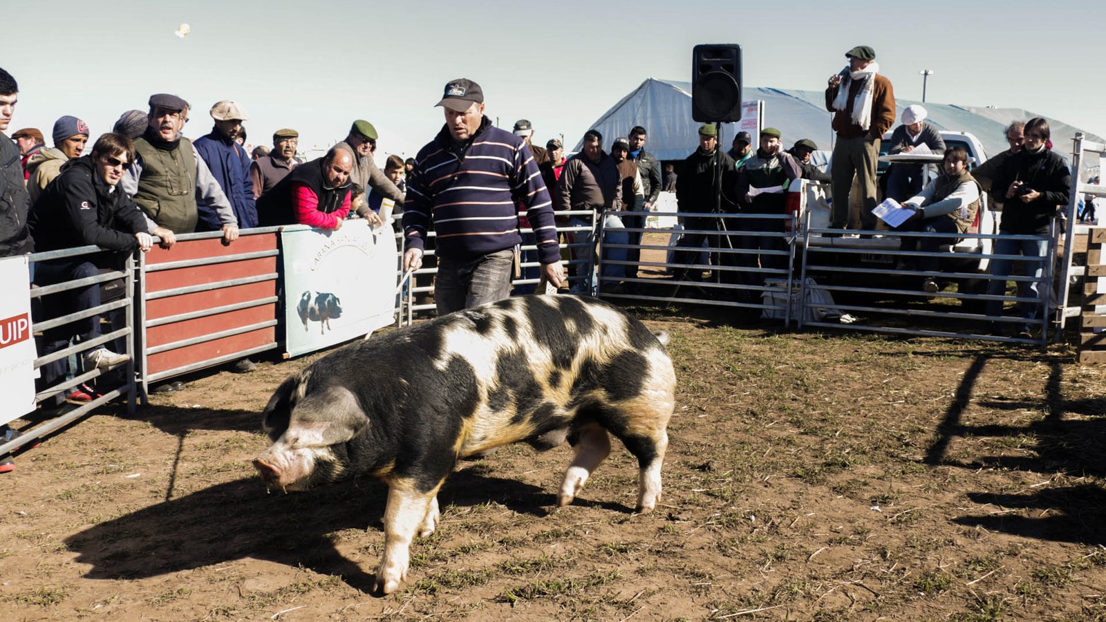 Lee más sobre el artículo LOS CERDOS TENDRÁN SU REMATE EN AGROACTIVA VIRTUAL