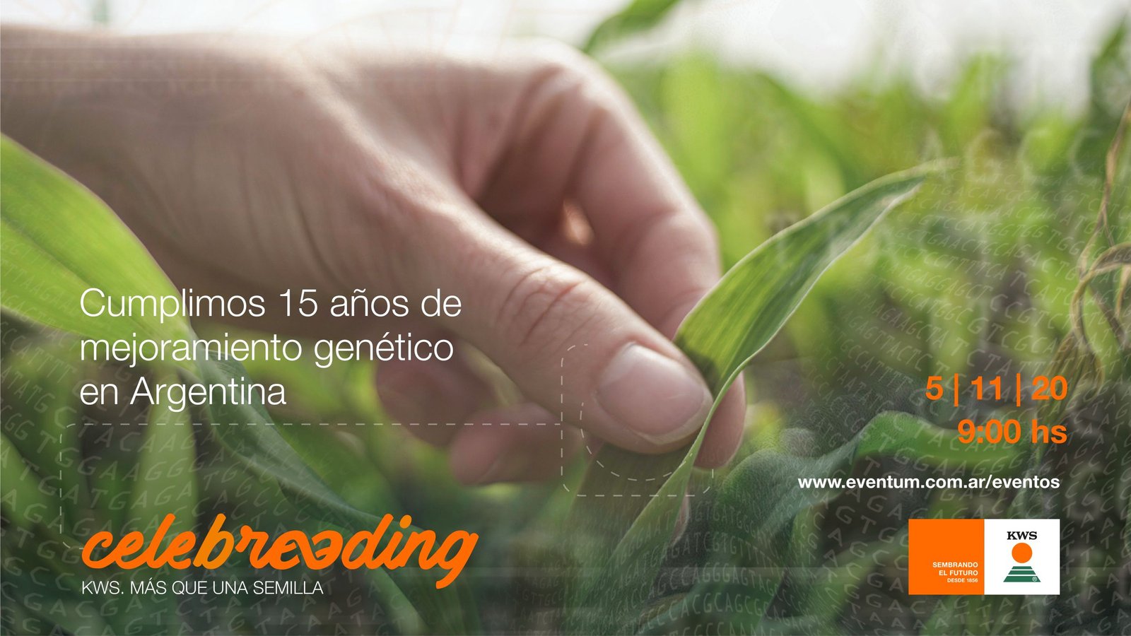 Lee más sobre el artículo Celebreeding. El aporte del mejoramiento genético en el  cultivo de maíz .