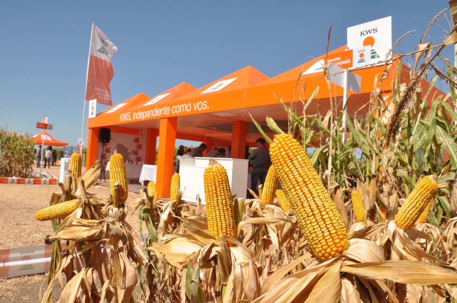 Lee más sobre el artículo DAR KWS: LA NUEVA GENÉTICA A CAMPO Silo: de la semilla al picado, cómo mejorar la productividad
