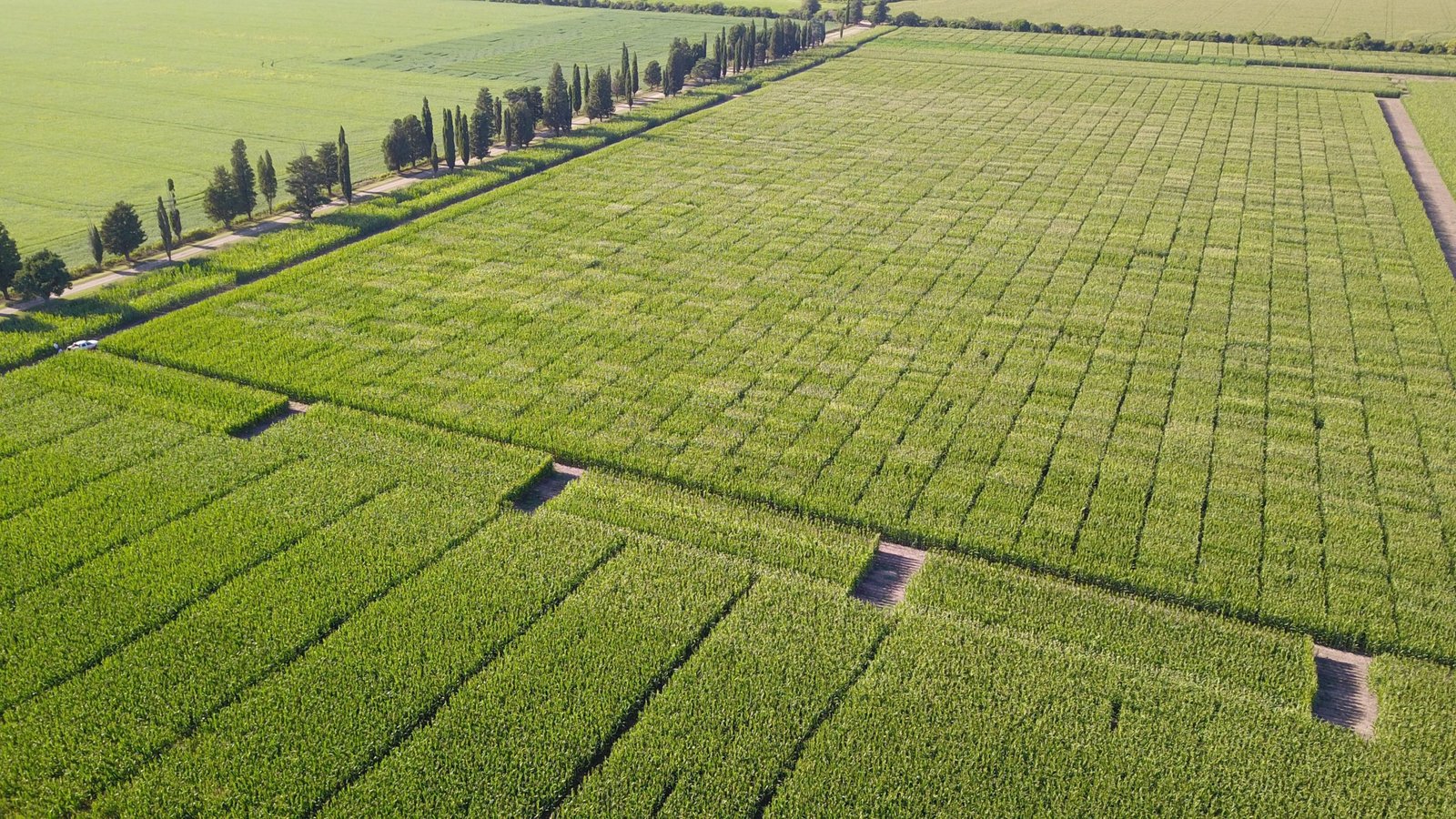 Lee más sobre el artículo Manejo por ambientes, agricultura digital y uso de sensores  fueron los ejes del webinar de KWS.