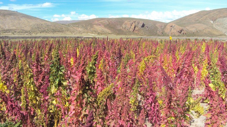 Lee más sobre el artículo “La idea es que la quinoa se transforme en un alimento que cualquier persona pueda comprar”