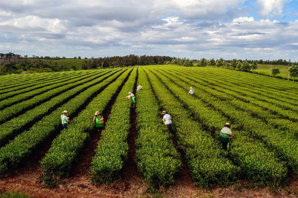 Lee más sobre el artículo Unen la nueva forma de tomar té y los saberes sobre hidromiel