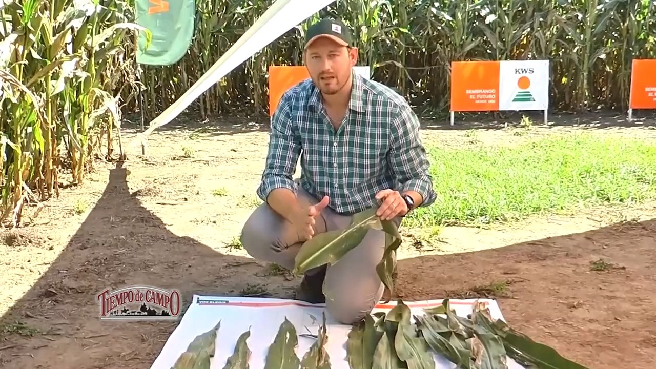 Lee más sobre el artículo DAR – KWS Sanidad del Cultivo de Maíz