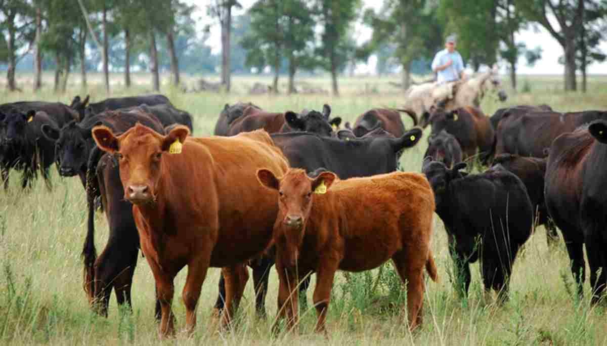 Lee más sobre el artículo El Ministerio de Agricultura de la Nación presentó una declaración en la que se abordan aspectos que fueron relevados en el informe “Carne Argentina, Carne Sustentable”, elaborado por la Red de Seguridad Alimentaria del CONICET a iniciativa del Instituto.
