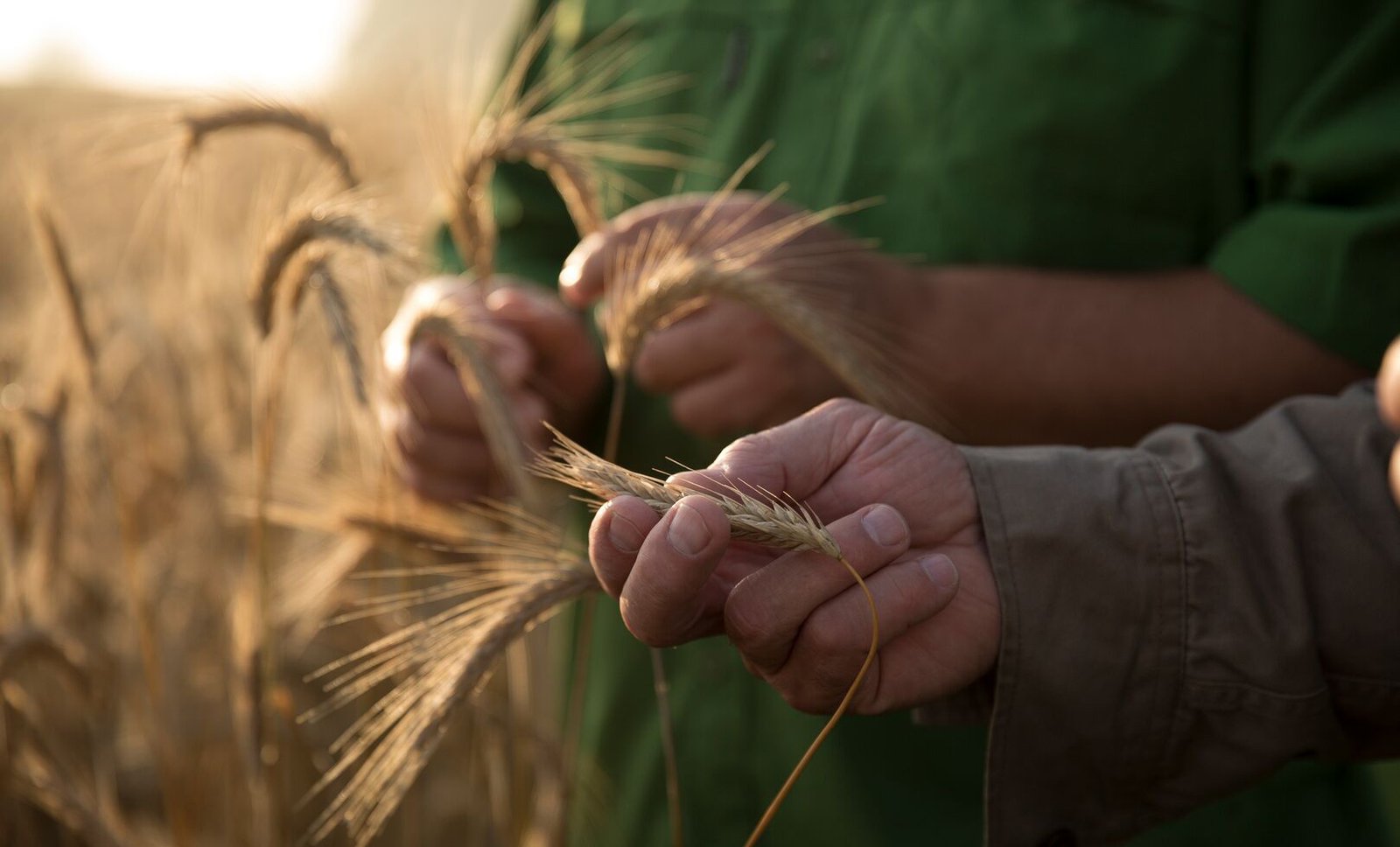 Lee más sobre el artículo Agroecología por y para Ingenieros agrónomos