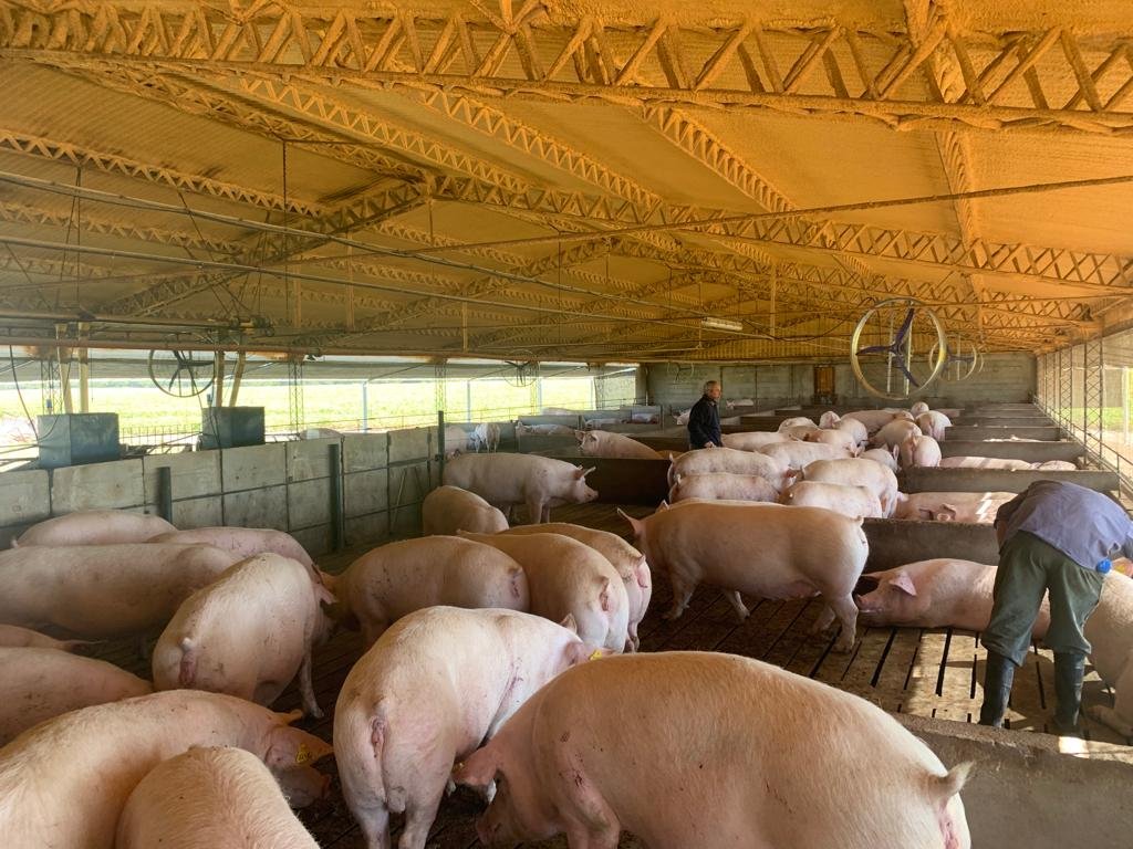 Lee más sobre el artículo 100 años de la Asociación Argentina de Productores de Porcinos