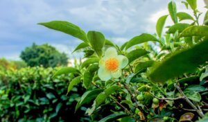 Lee más sobre el artículo 100 AÑOS DE TÉ EN LA TIERRA COLORADA, 100 AÑOS DE TÉ MISIONERO AL MUNDO