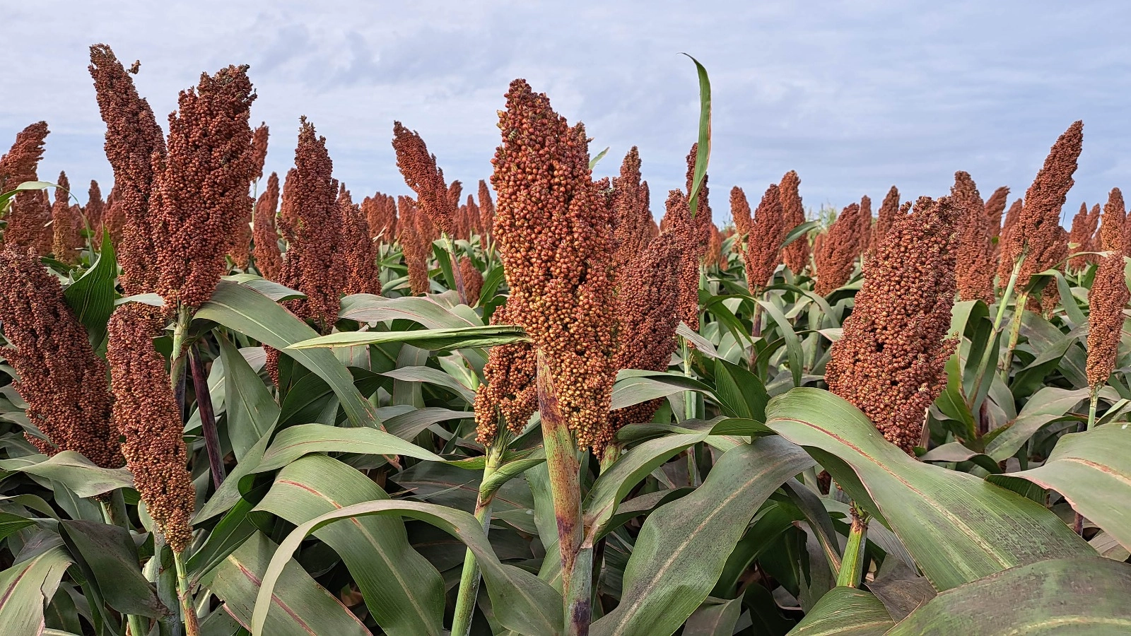 En este momento estás viendo SFull: control de insectos y malezas en un mismohíbrido de sorgo