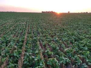 Lee más sobre el artículo La productividad del agro depende hasta en un 80 % del agua