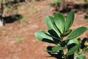Lee más sobre el artículo Con mayor rentabilidad que el sistema tradicional, la Yerba Mate Orgánica se consolida en misiones.